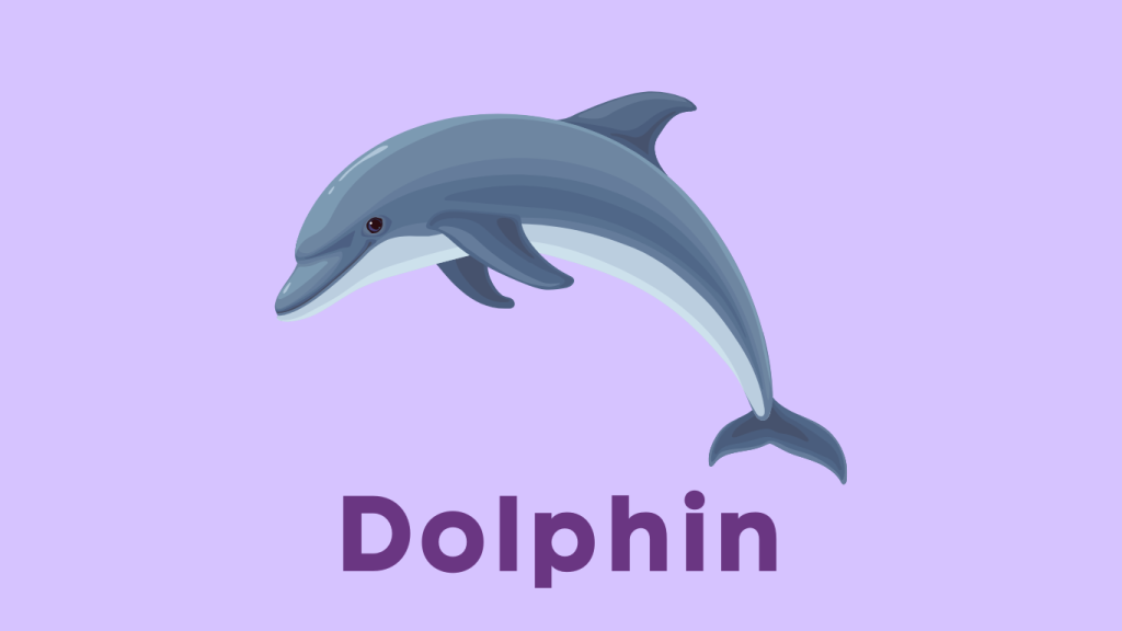 Animals - Dolphin