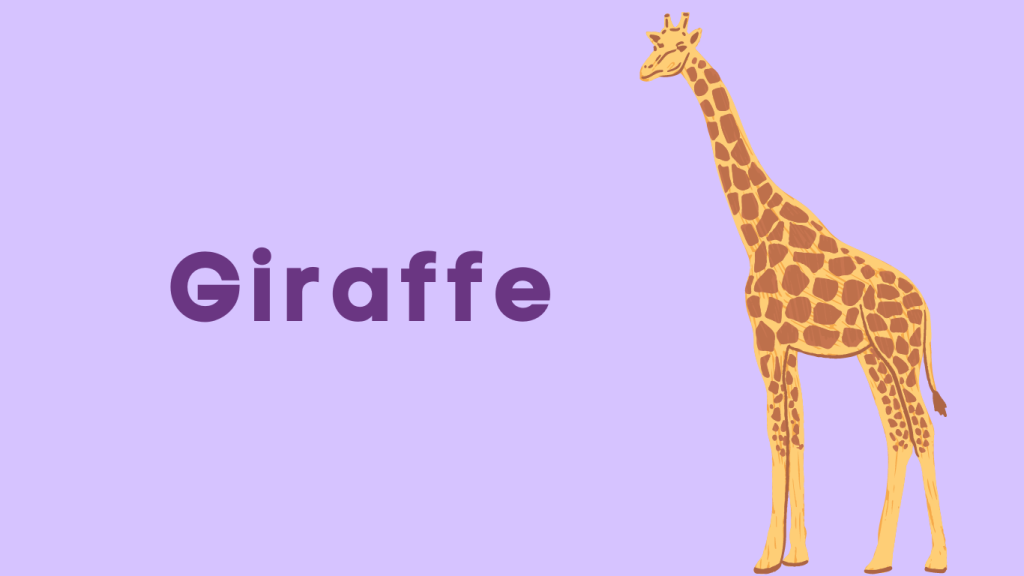 Animals - Giraffe